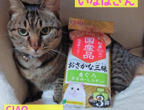 みんな大好き‼いなばさん 『CIAO おさかな三昧 まぐろ ささみ しらす入り』✨