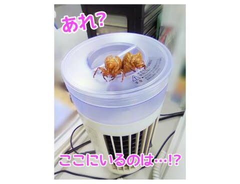デスクの上にいるのは…😳⁉