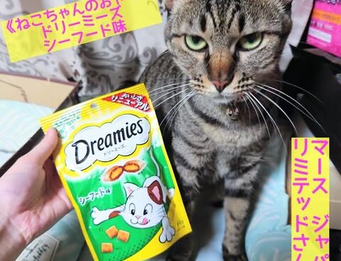 ねこちゃんのおやつ🐱止まらない美味しさ✨ドリーミーズ　 シーフード味🐟