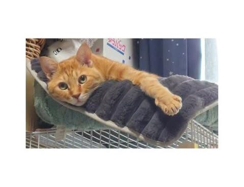 今年も冬支度はじまりました🐈❄