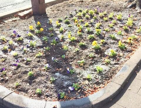 お花を植えました🌼