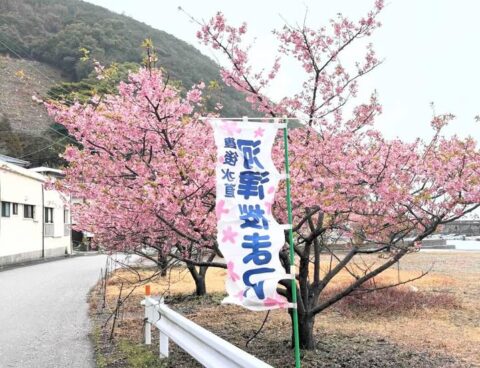 大分の河津桜祭り🌸✨