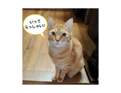 いってらっしゃい🐈✨