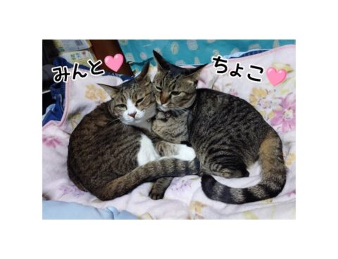 仲良し🐈🐈💗