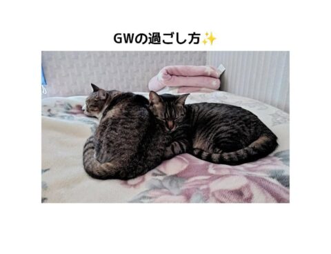 GWの過ごし方🐈🐈🐈✨