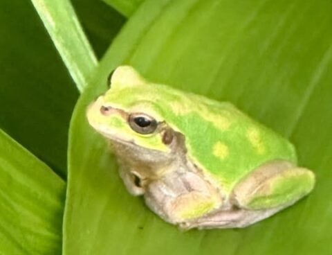 ニホンアマガエルくん🐸