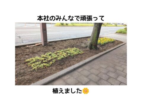 お花を植えました🌼