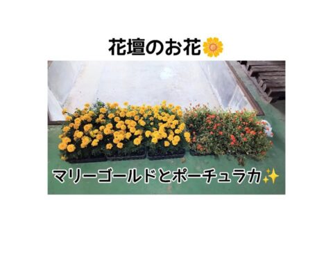 花壇のお花🌼