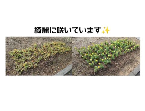 花壇のお花たち🌼
