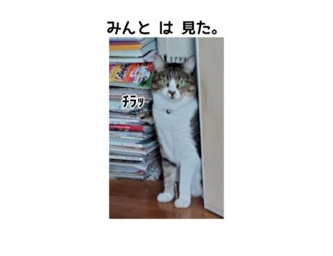 みんと は 見た。😾　(某ドラマ風)