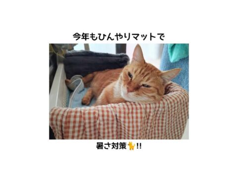 今年も夏の暑さ対策🐈❄