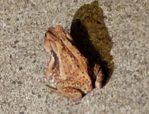 ニホンヒキガエルくん🐸
