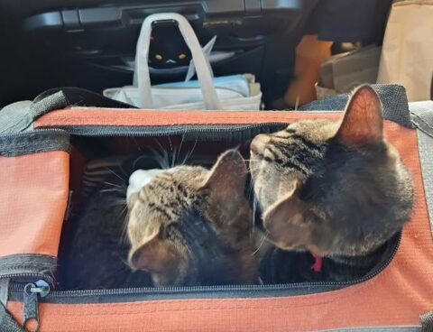 びょういん も ふたりなら へっちゃら🐈🐈💗