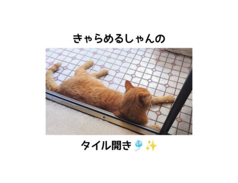 きゃらめるしゃん の タイル開き🎐✨