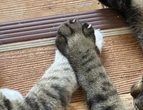 おてて　つないで　おひるね🐈🐈zzZ💗
