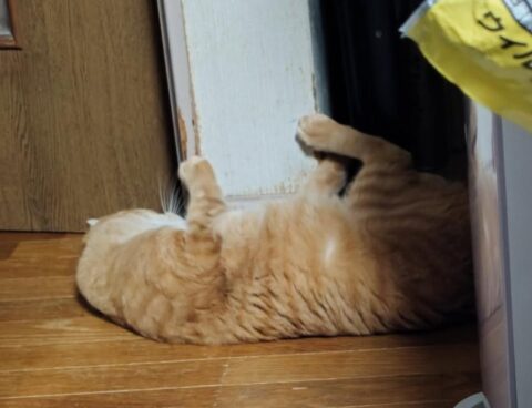 暑くて床で…🐈