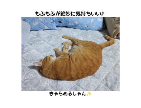 ベッド占領🐈♬