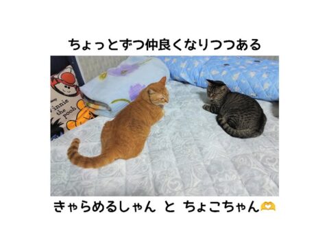 ちょっちょっとずつ仲良くなりつつある、きゃらめるしゃん と ちょこちゃん