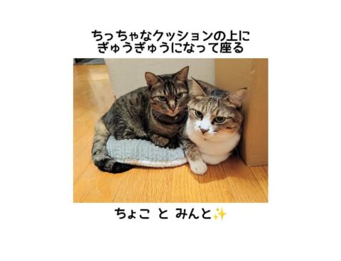 ぎゅうぎゅう🐈🐈✨